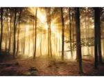 Hornbach Poster Enlightened Forest 61x91,5 cm