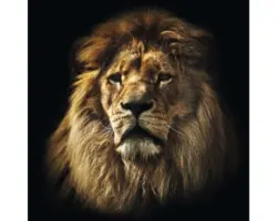 Glasbild The Leader 80x80 cm