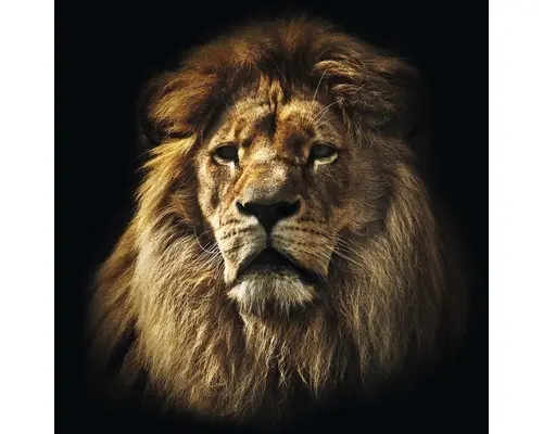 Glasbild The Leader 80x80 cm