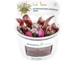 Hornbach Alternanthera reineckii Mini In-Vitro
