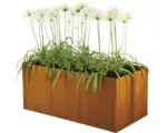 Hornbach Hochbeet klassisch bellissa pannello Bausatz ohne Boden 116 x 80 x 80 cm