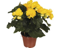 Elatior-Begonie FloraSelf Begonia elatior 'Rebecca' H 30-40 cm Ø 14 cm Topf