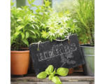 Hornbach Glasbild Fresh Herbs 30x30 cm GLA1051