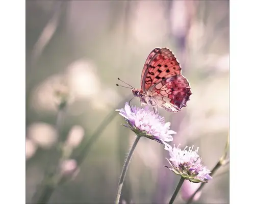 Glasbild Little Friends III 20x20 cm GLA1087