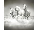 Hornbach Glasbild White Horses 30x30 cm