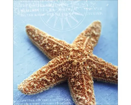 Glasbild Seestern II 30x30 cm GLA437