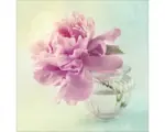 Hornbach Glasbild Sweet Peony II 30x30 cm GLA997