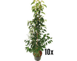 Heckenpflanze FloraSelf Portugiesischer Kirschlorbeer Prunus lusitanica 'Angustifolia' H 100-120 cm im 7,5 Liter Topf ab 10 Stück auf Palette