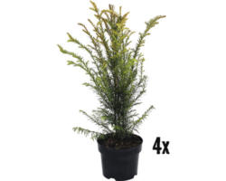 Heckenpflanze FloraSelf Europäische Eibe Taxus baccata H 100-120 cm im 12 Liter Topf ab 4 Stück auf Palette