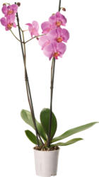 Orchidee Phalaenopsis, 2 Rispen, 1 Stück