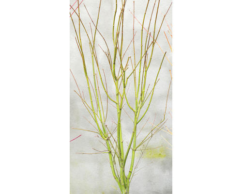 Grünholziger Fächerahorn Acer palmatum 'Going Green' H 30-40 cm T15