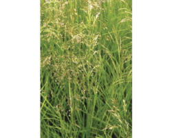 Rasen Schmiele FloraSelf Deschampsia cespitosa H 10-100 cm Co 3 L