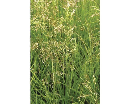Rasen Schmiele FloraSelf Deschampsia cespitosa H 10-100 cm Co 3 L