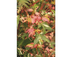Buntblättriger Fächerahorn Acer palmatum 'Oridono Nishiki' H 40-60 cm Co 4 L