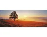 Hornbach Glasbild Lonely Tree 30x80 cm GLA1301