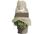 Hornbach Winterschutzvlies Hirsch Herde Videx 110 x 110cm 50g/m² beige-cappuccino