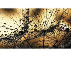 Fototapete Papier 1008 P4 Pusteblume Tropfen 2-tlg. 254 x 184 cm