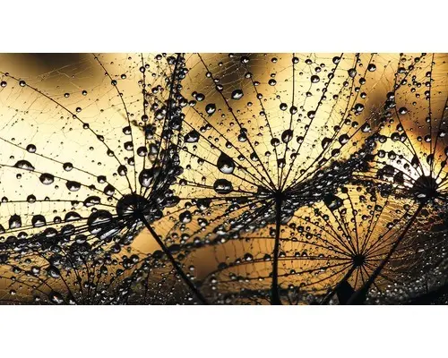 Fototapete Papier 1008 P4 Pusteblume Tropfen 2-tlg. 254 x 184 cm