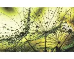 Hornbach Fototapete Papier 1009 P4 Pusteblume Tropfen 2-tlg. 254 x 184 cm