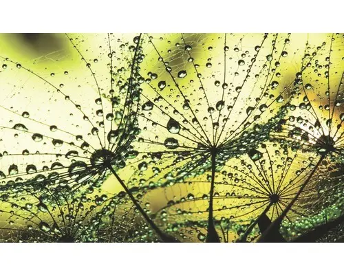 Fototapete Vlies 1009 VEXXL Pusteblume Tropfen 3-tlg. 312 x 219 cm