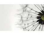 Hornbach Fototapete Vlies 1023 VEXXL Pusteblume II 3-tlg. 312 x 219 cm