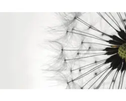 FototapeteVlies 1023 VEXXXL Pusteblume II 4-tlg.416 x 254 cm