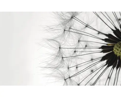 FototapeteVlies 1023 VEXXXL Pusteblume II 4-tlg.416 x 254 cm