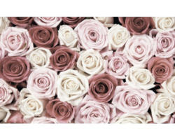 Fototapete Papier 1629 P8 Rosen rosa 4-tlg. 368 x 254 cm