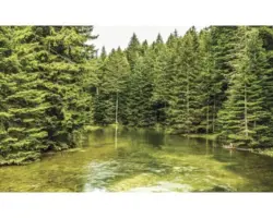 Fototapete Vlies Waldsee 416x254 cm