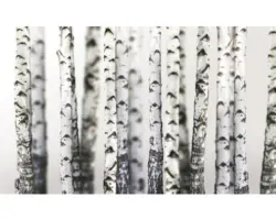 Fototapete Papier 1970 P8 Birken 4-tlg. 368 x 254 cm