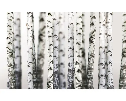 Fototapete Papier 1970 P8 Birken 4-tlg. 368 x 254 cm