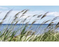 Fototapete Vlies 1976 VEXXL Gras am Meer 3-tlg. 312 x 219 cm
