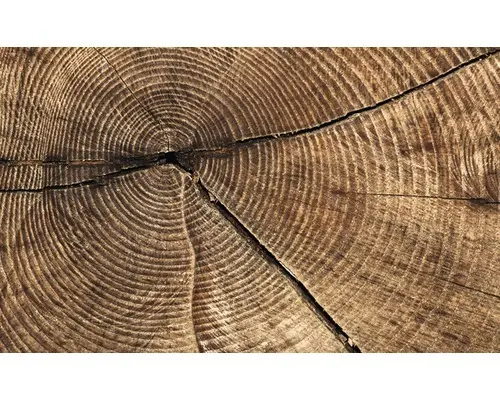 Fototapete Papier 2006 P8 Baumstamm 4-tlg. 368 x 254 cm