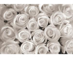 Hornbach Fototapete Vlies 2167 VEXXL Weiße Rosen 3-tlg. 312 x 219 cm