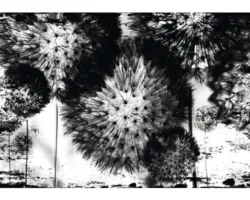 Fototapete Papier Pusteblume schwarz 368x254 cm