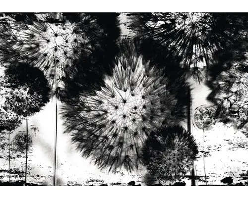 Fototapete Papier Pusteblume schwarz 368x254 cm