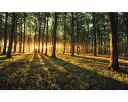 Fototapete Papier 2226 P8 Sonniger Wald 4-tlg. 368 x 254 cm