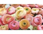 Hornbach Fototapete Papier 2298 P4 Rose orange rosa 2-tlg. 254 x 184 cm