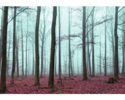 FototapeteVlies 2657 VEXXXL Wald 4-tlg.416 x 254 cm