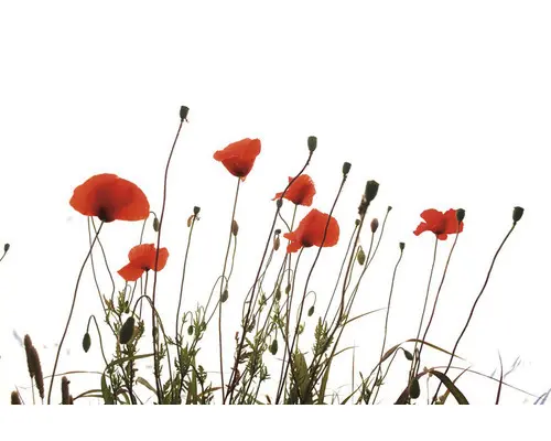 Infrarot Bildheizung Motiv 8952443 120x80 cm 1000 Watt