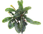 Hornbach Gewelltblättrige Bucephalandra - Bucephalandra pygmaea 'Bukit Kelam' Topf