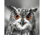Hornbach Glasbild Uhu 30x30 cm