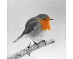 Glasbild Rotkehlchen 50x50 cm