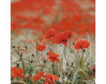 Hornbach Glasbild Red Flowers 30x30 cm