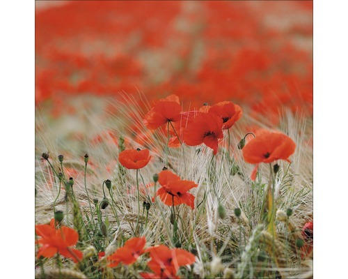 Glasbild Red Flowers 20x20 cm