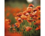 Hornbach Glasbild Orange Poppies I 50x50 cm