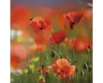 Hornbach Glasbild Orange Poppies II 30x30 cm