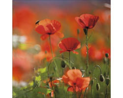 Glasbild Orange Poppies II 30x30 cm