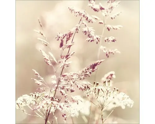 Glasbild Cabbage III 50x50 cm