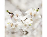 Hornbach Glasbild White Blossom I 20x20 cm